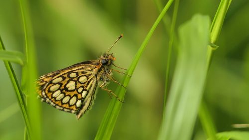 Vlinders-kijken-en-luisteren-naar-Gerard-van-Kol-bij-De-Peel