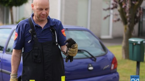 Vogel-in-Schoorsteen-Weert-4725