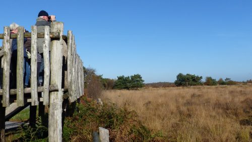 Vogelexcursie-in-Nationaal-Park-De-Groote-Peel-Marijke-Vaes-Schroen