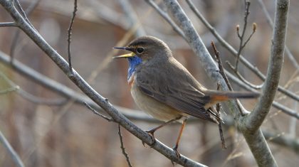 Vogels-kijken-in-Nationaal-Park-De-Groote-Peel