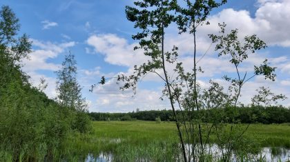 Vogelwandeling-in-het-Weerterbos Vogelwandeling-in-het-Weerterbos
