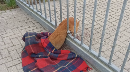 Vrijwilliger-dierenambulance-bevrijdt-ree-uit-hekwerk-in-Nederweert Vrijwilliger-dierenambulance-bevrijdt-ree-uit-hekwerk-in-Nederweert