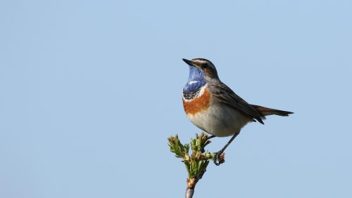 Vroege-vogelwandeling-bij-De-Luysen-Mariahof
