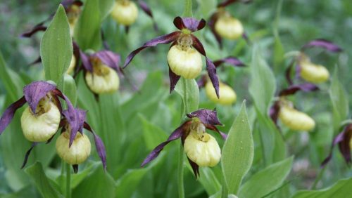 Vrouwenschoentjes-zijn-de-mooiste-orchideeen-van-Thuringen-foto-Olaf-Op-den-Kamp