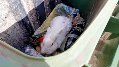 Vuilnismannen-ontdekken-konijntje-in-kliko