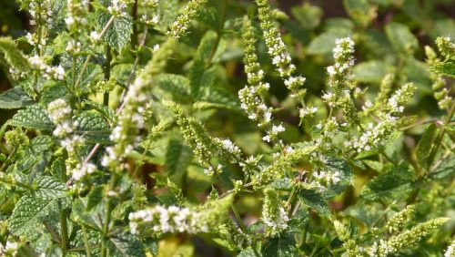 Wat-maakt-de-Portugese-laurier-zo-geliefd-in-Limburgse-tuinen-24web