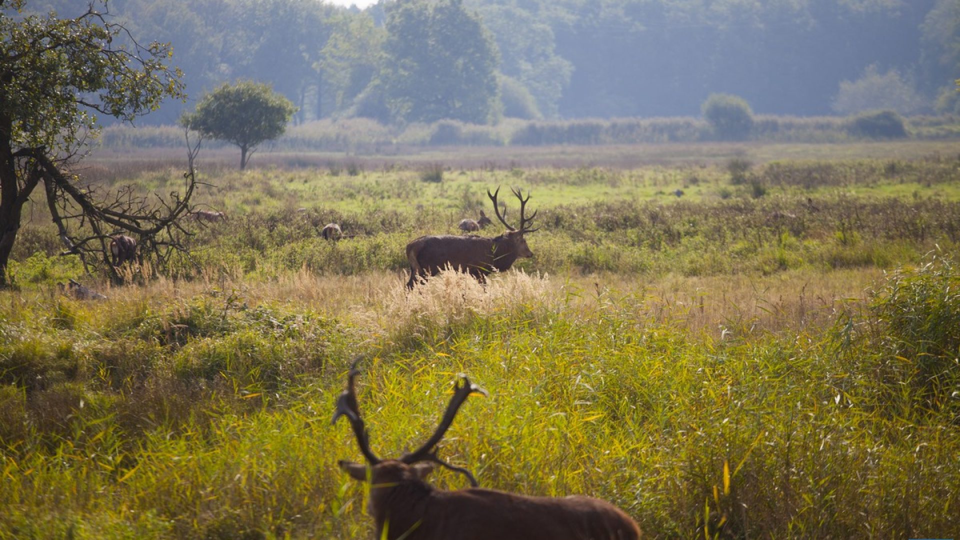Weerterbos-burlende-herten-22-9-16-12-