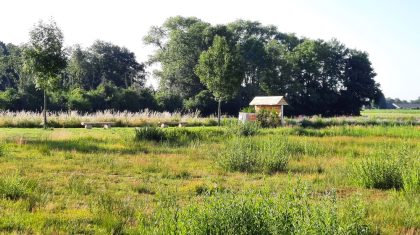 Wijkpark-Het-Wilding