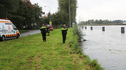 Wild-zwijn-in-Zuid-Willemsvaart-bij-Weert-1