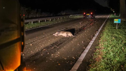 Wilde-zwijnen-aangereden-Venloseweg-Ospel-3