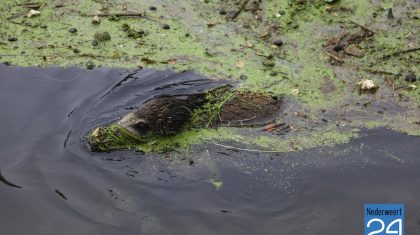 Wilde zwijnen in Zuid Willemsvaart bij Weert