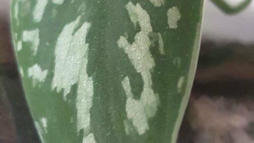 Win-schone-lucht-bij-Nederweert-Anders