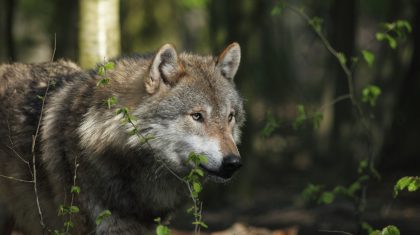 Wolf-Depositphotos_76611937_XL Wolf-Depositphotos_76611937_XL