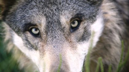 Wolf Wolf