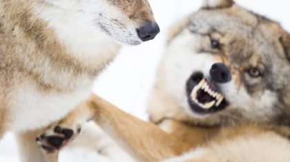 Wolven-naderen-onze-regio-foto-Bob-Luijks