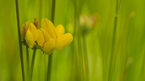 Workshop-RICK-Het-perfecte-plaatje-bloem