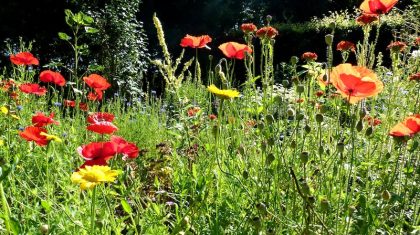 Workshop-kruiden-bij-De-Pelen