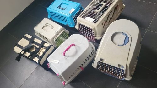 Zeven-katten-in-benches-aangetroffen-bij-ingang-Intratuin Zeven-katten-in-benches-aangetroffen-bij-ingang-Intratuin