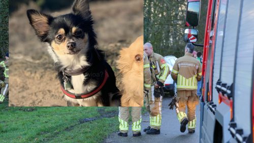 Zoektocht-naar-vermiste-hond-in-Weert-3-1