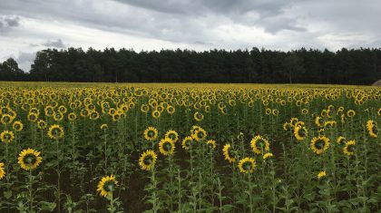 Zonnebloemen-Kernwijze
