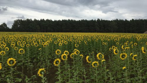 Zonnebloemen-Kernwijze
