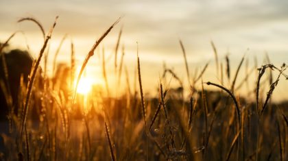 Foto | Noppharat_th - depositphotos.com