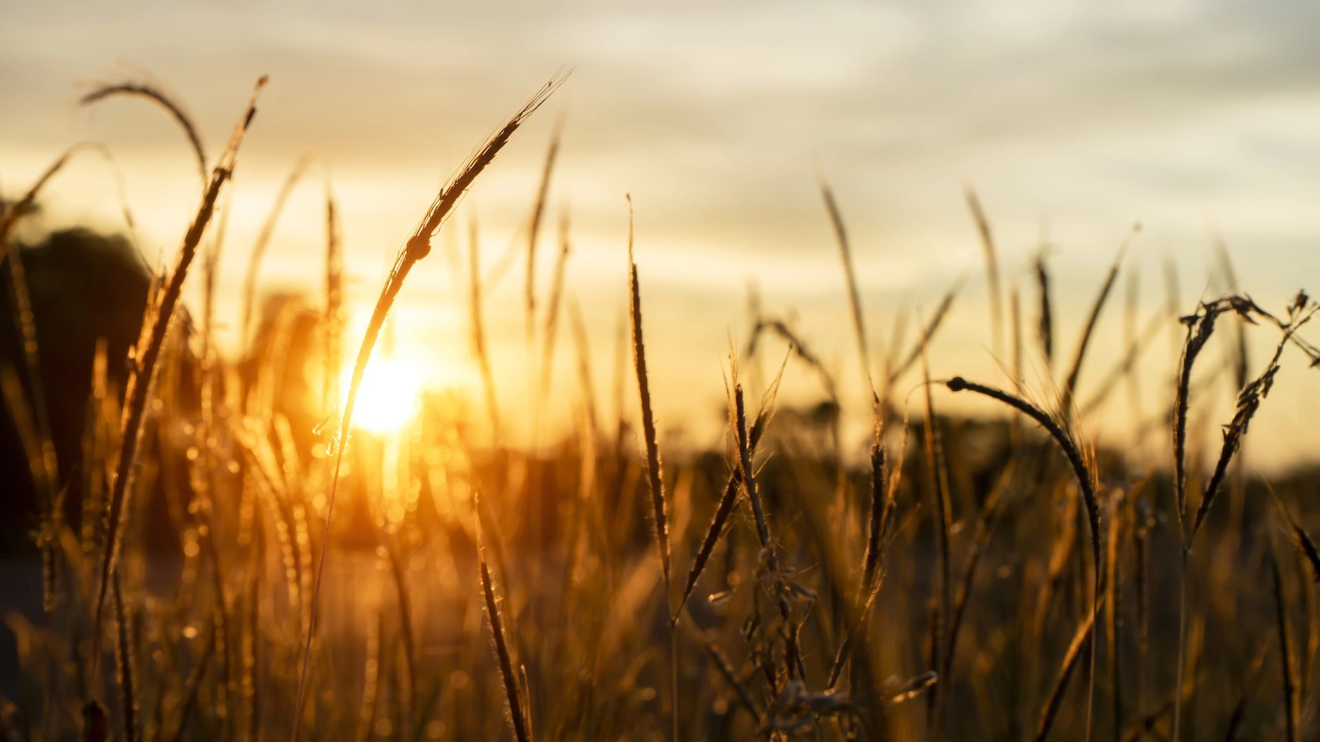 Foto | Noppharat_th - depositphotos.com