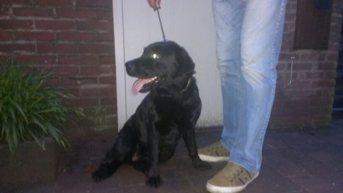 Zwarte-Labrador2