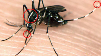 aziatische-tijgermug-herkennen