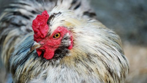 chicken-5645894_1920