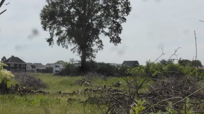 compensatie-voor-gekapte-eikenbomen compensatie-voor-gekapte-eikenbomen