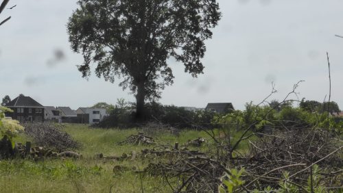 compensatie-voor-gekapte-eikenbomen compensatie-voor-gekapte-eikenbomen