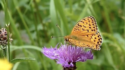 de-grote-parelmoervlinder