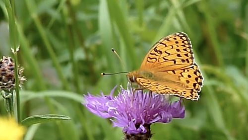 de-grote-parelmoervlinder