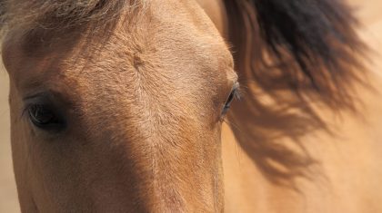 eyes_of_a_brown_horse_190289