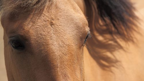 eyes_of_a_brown_horse_190289