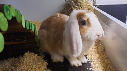 gedumpt-konijn-weert