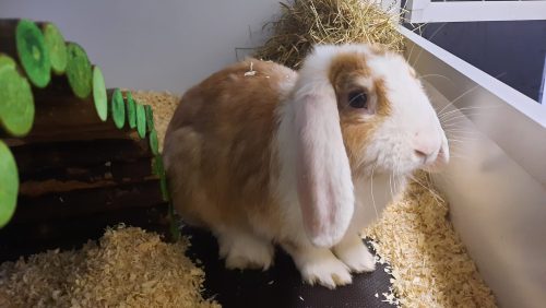 gedumpt-konijn-weert