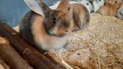 gedumpte-konijnen-