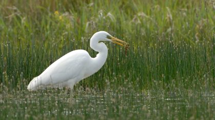 grote-zilverreiger-Henk-Heijligers grote-zilverreiger-Henk-Heijligers