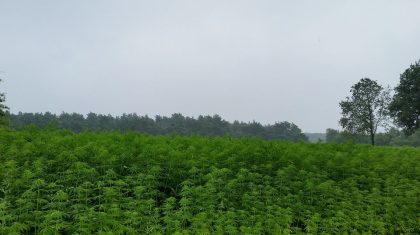 hennep-op-akker-heythuysen