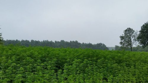 hennep-op-akker-heythuysen