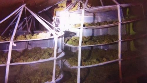 hennepkwekerij-Keent-Weert