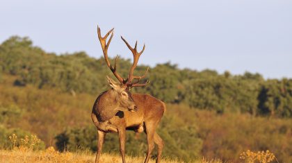 herfst-ree-hert-wild herfst-ree-hert-wild