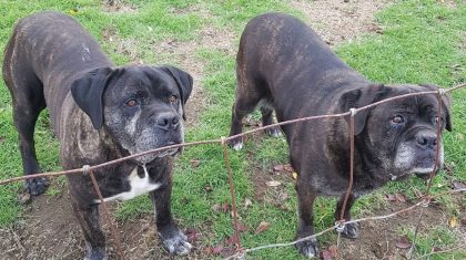 honden-kwijt-Ell-Swartbroek-1