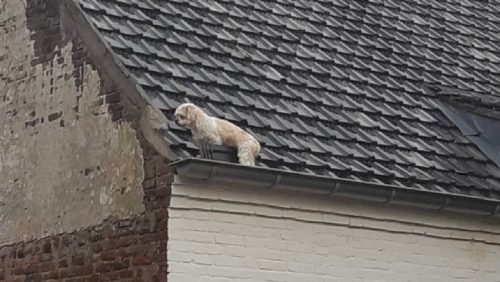 hondje-dakgoot