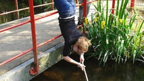 insectenmiddag-IVN-weert