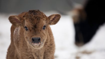 kalf-met-moeder-op-achtergrond