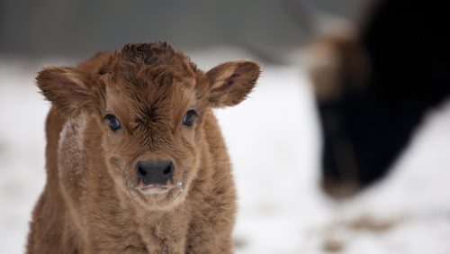 kalf-met-moeder-op-achtergrond