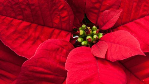 kerststerrenactie-Eindse-Boys